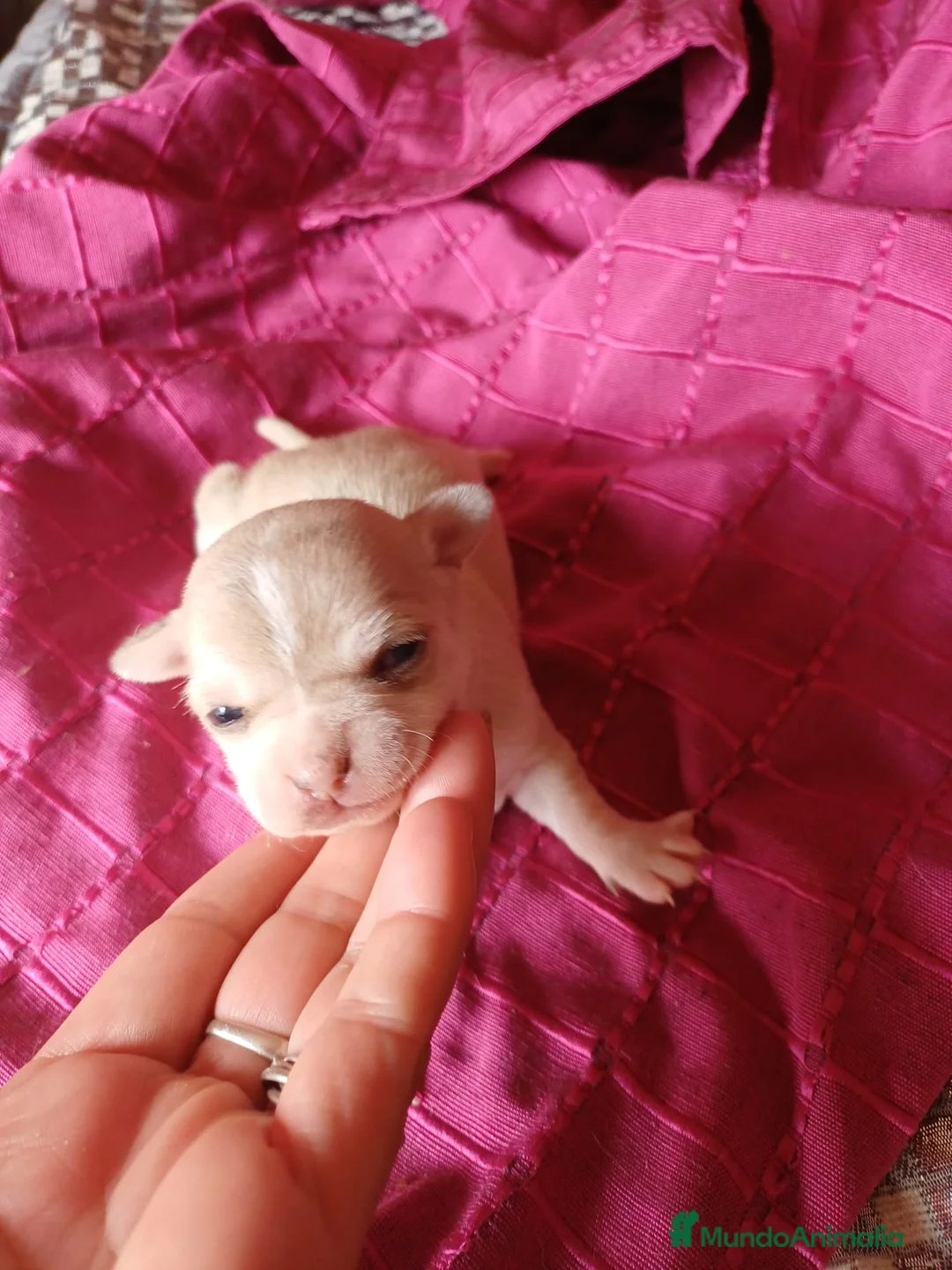 Chihuahua perros en venta: Chihuahua hembra Toy  - Anuncio 5