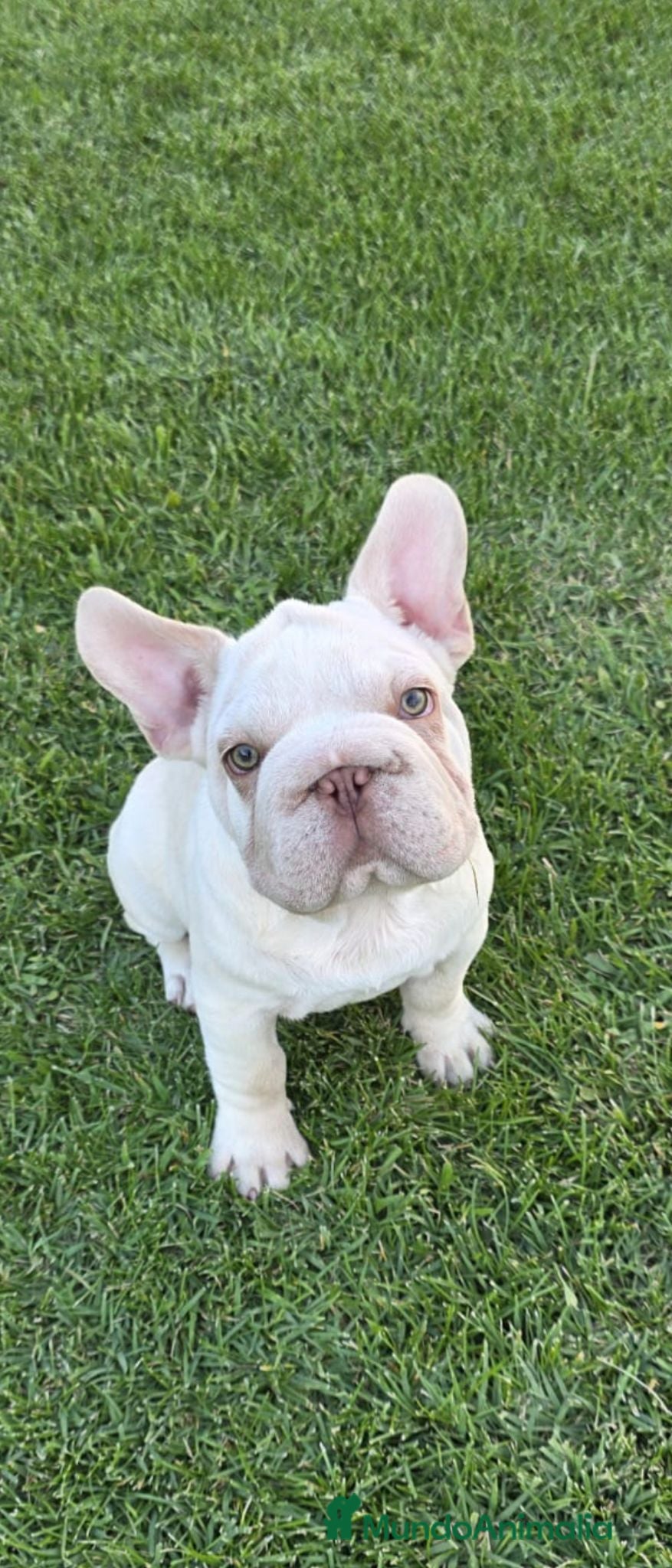 Bulldog Francés perros Machito bulldog francés big rope  - Anuncio 6