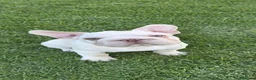 Bulldog Francés perros en venta: Machito bulldog francés big rope  - Anuncio 1