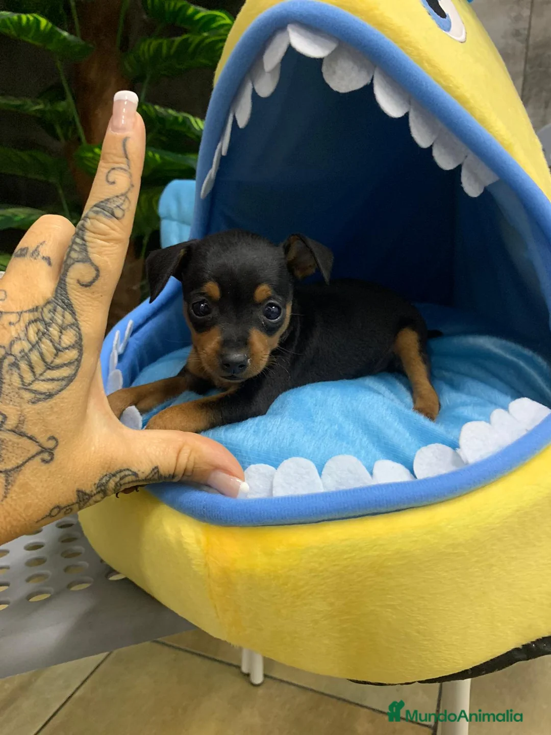 Ratón de Praga perros en venta: Ratón dd praga - Anuncio 4