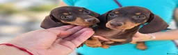 Teckel Miniatura perros en venta: teckel kaninchen  - Anuncio 2