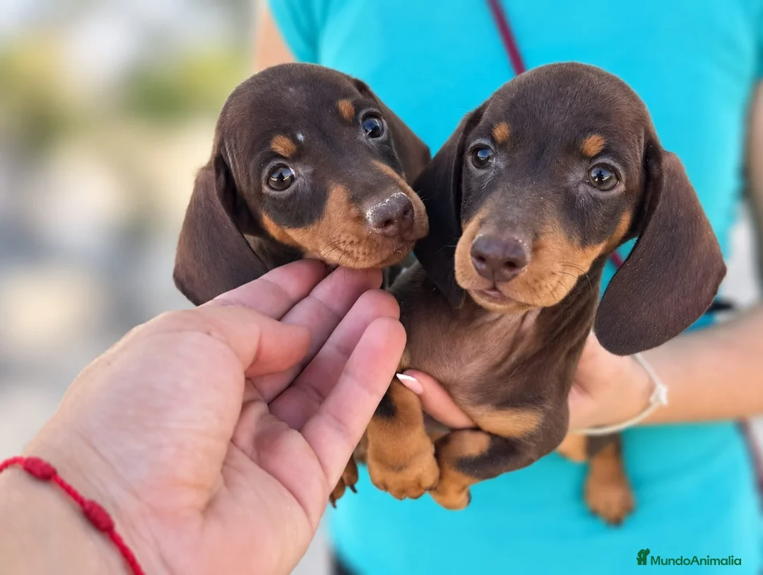Teckel Miniatura perros en venta: teckel kaninchen  - Anuncio 2