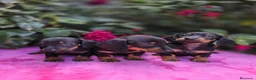 Teckel Miniatura perros en venta: Cachorros Teckel miniatura  en Lugo - Anuncio 3