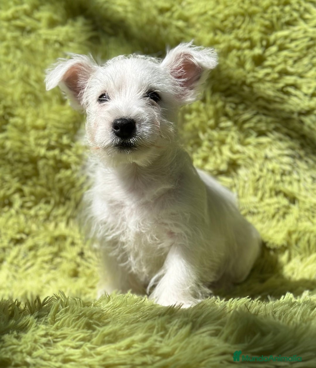 West Highland White Terrier perros en venta: WEST HIGHLAND WHITE TERRIER - Imagen 3