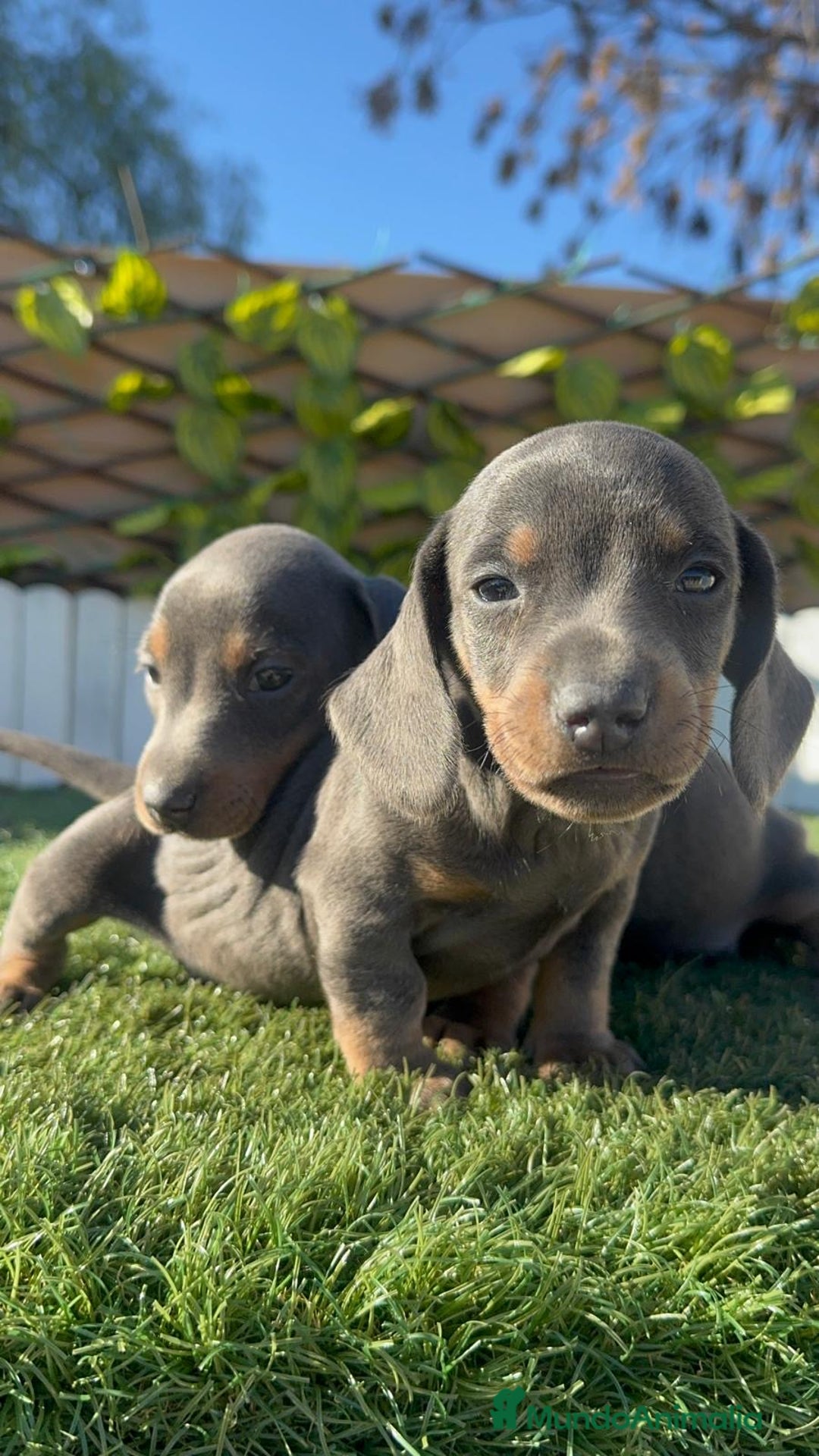 Teckel Miniatura perros en venta: TECKEL MINIATURA BLUE - Anuncio 3