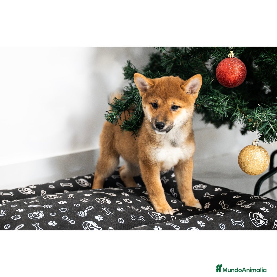 Shiba Inu perros en venta: Cachorras de Shiba Inu ❤️ - Anuncio 3
