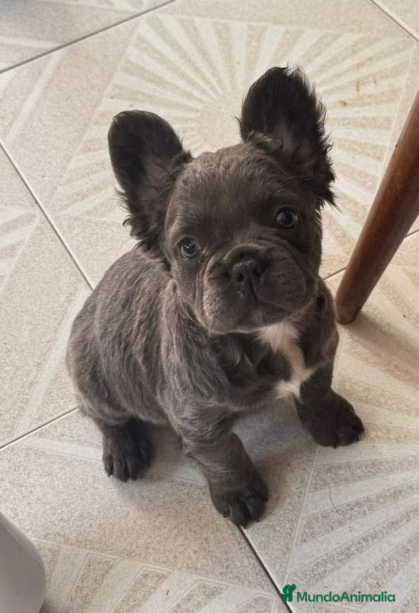 Bulldog Francés perros Bulldog Frances fluffy - Anuncio 2