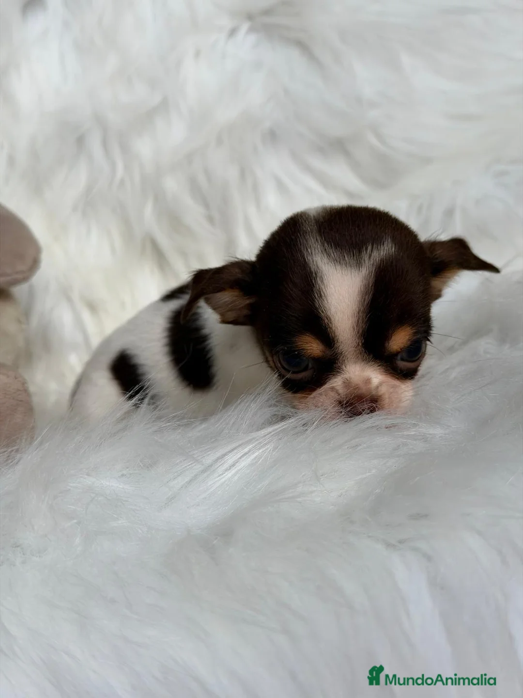 Chihuahua perros en venta: CHIHUAHUA TRICOLOR EXÓTICO  - Anuncio 3