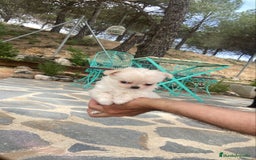 Chihuahua perros en venta: Chihuahua de pelito largo macho  - Imagen 1