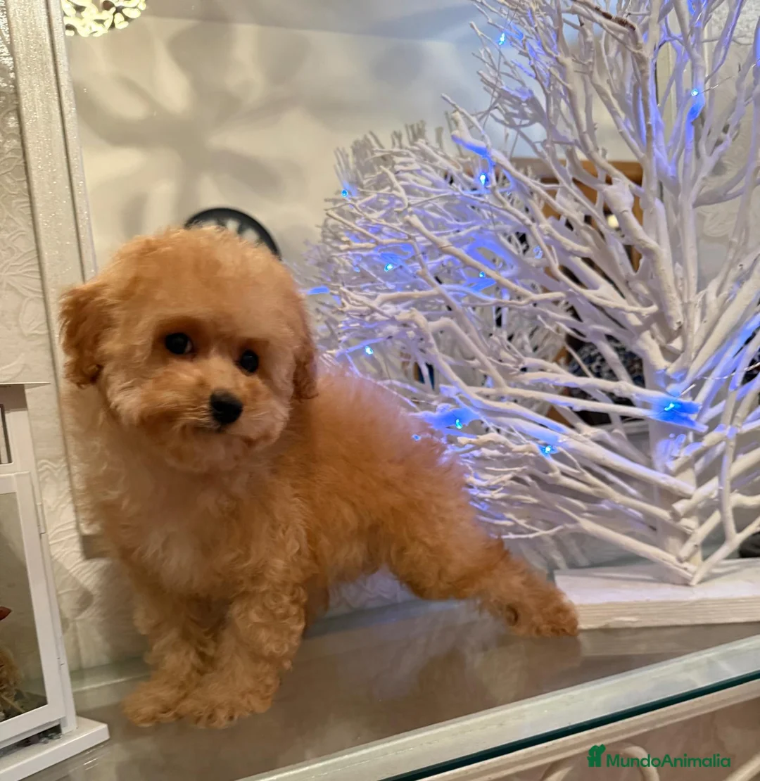 Caniche Toy perros en venta: Caniche toy apricot lista para entregar!! - Anuncio 6