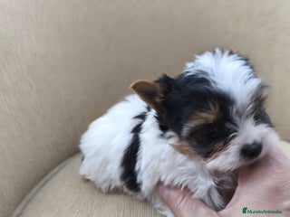 Biewer Yorkshire Terrier a la Pom Pon perros Yorkshire biewer - Anuncio 3