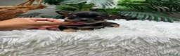 Chihuahua perros en venta: CHIHUAHUA 💙 - Anuncio 14