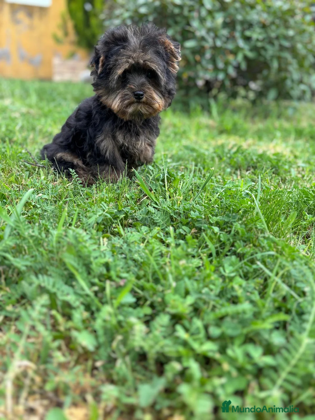 Yorkshire Terrier perros en venta: Yorkshire muy chiquitin macho !! - Anuncio 9