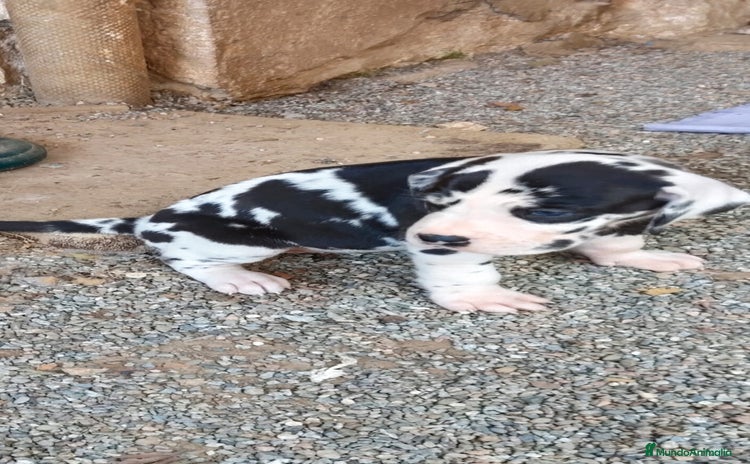 Dogo Alemán perros - Anuncio 1
