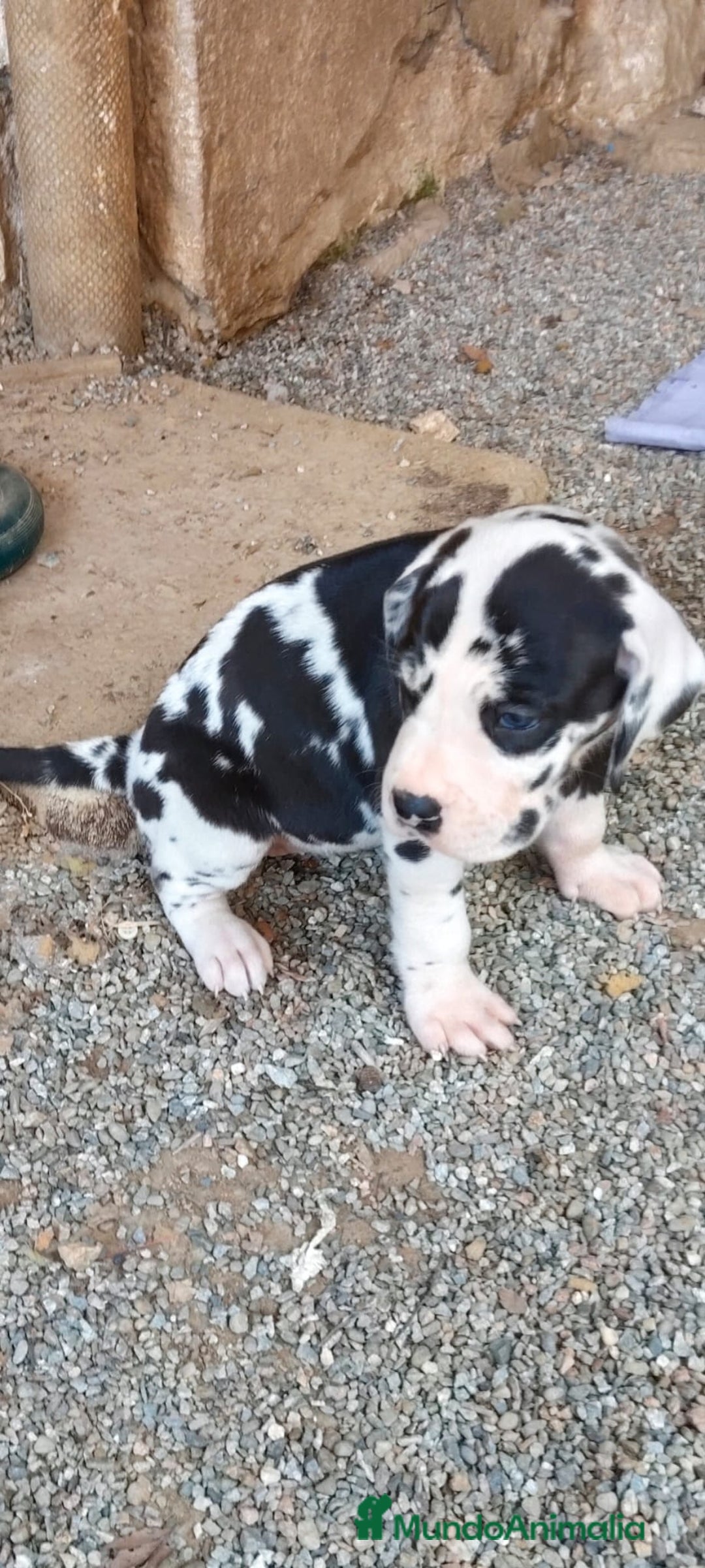 Dogo Alemán perros en venta: Preciosa camada de dogo alemán  - Imagen 1