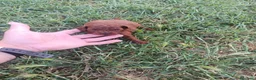 Caniche Toy perros en venta: PRECIOSOS CANICHE  ROJO LINEA TOY - Anuncio 6