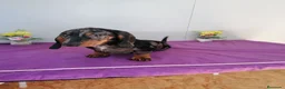 Teckel perros en venta: Preciosos teckel muy cariñosos  - Anuncio 5