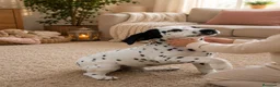 Dálmata perros en venta: Manchitas - Anuncio 2