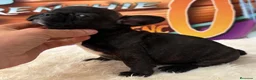 Bulldog Francés perros en venta: cachorro de bulldog frances en Madrid - Anuncio 8