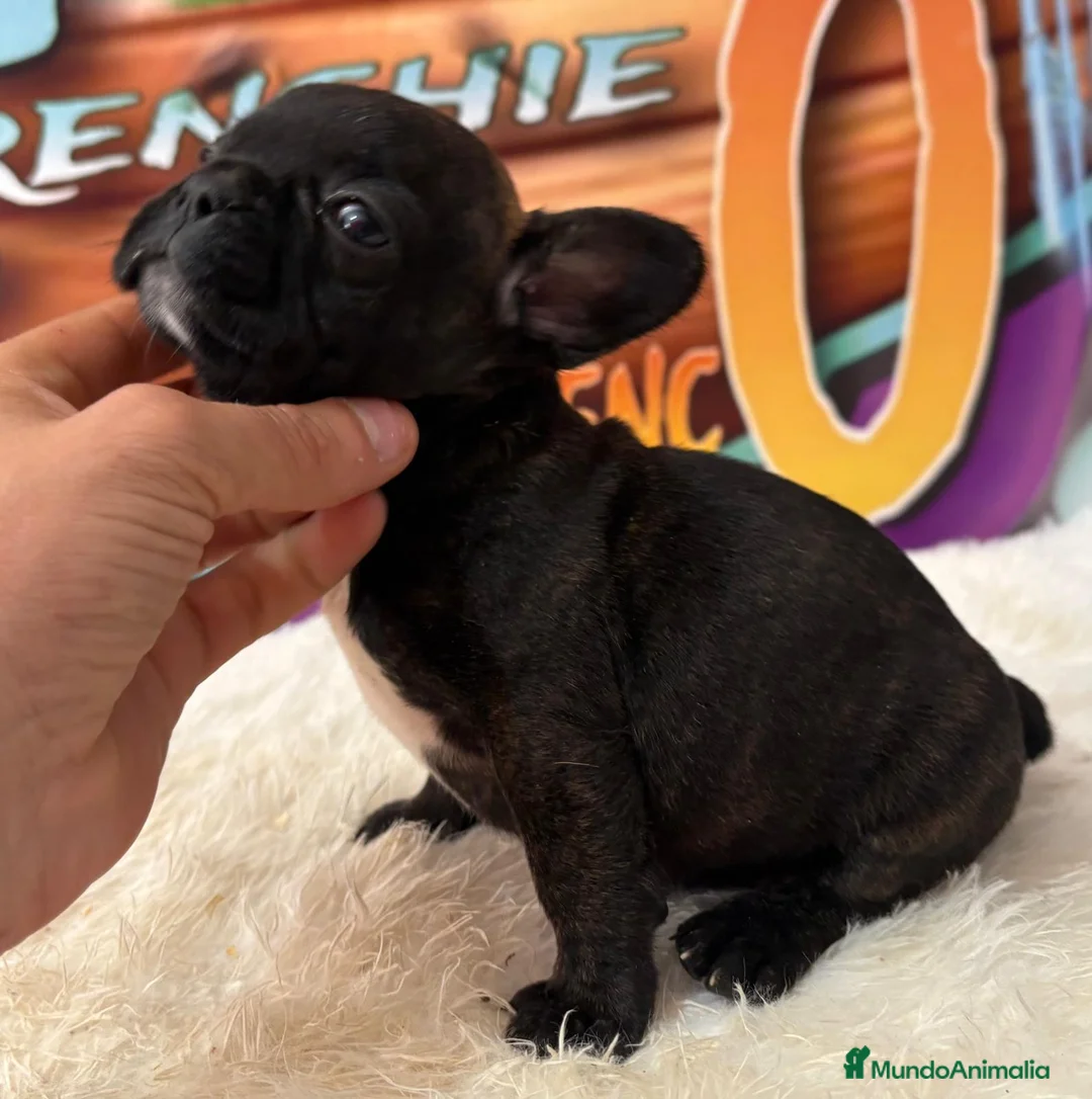 Bulldog Francés perros en venta: cachorro de bulldog frances en Madrid - Anuncio 8