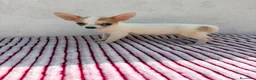 Chihuahua perros en venta: Chihuahua toy  - Anuncio 8