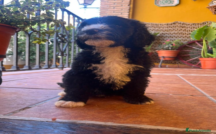 Perro de Agua Español perros - Anuncio 1