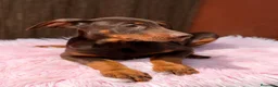 Dobermann perros en venta: DOBERMAN CHOCOLATE - Anuncio 2