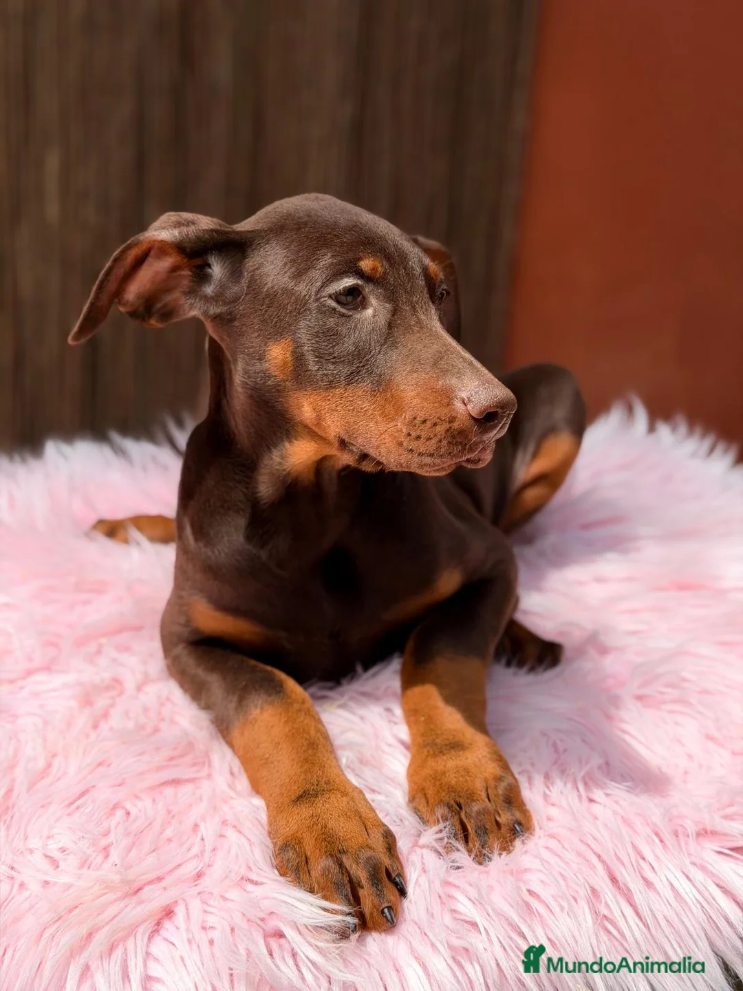 Dobermann perros en venta: DOBERMAN CHOCOLATE - Anuncio 2