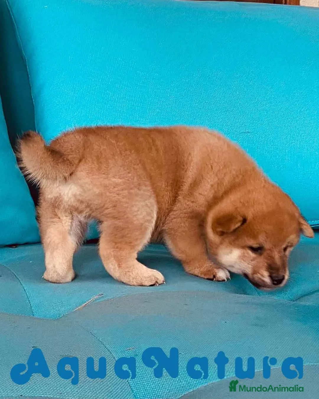 Shiba Inu perros en venta: Shiba Inu Macho de Magy 8999 - AQUANATURA en Barcelona - Anuncio 5