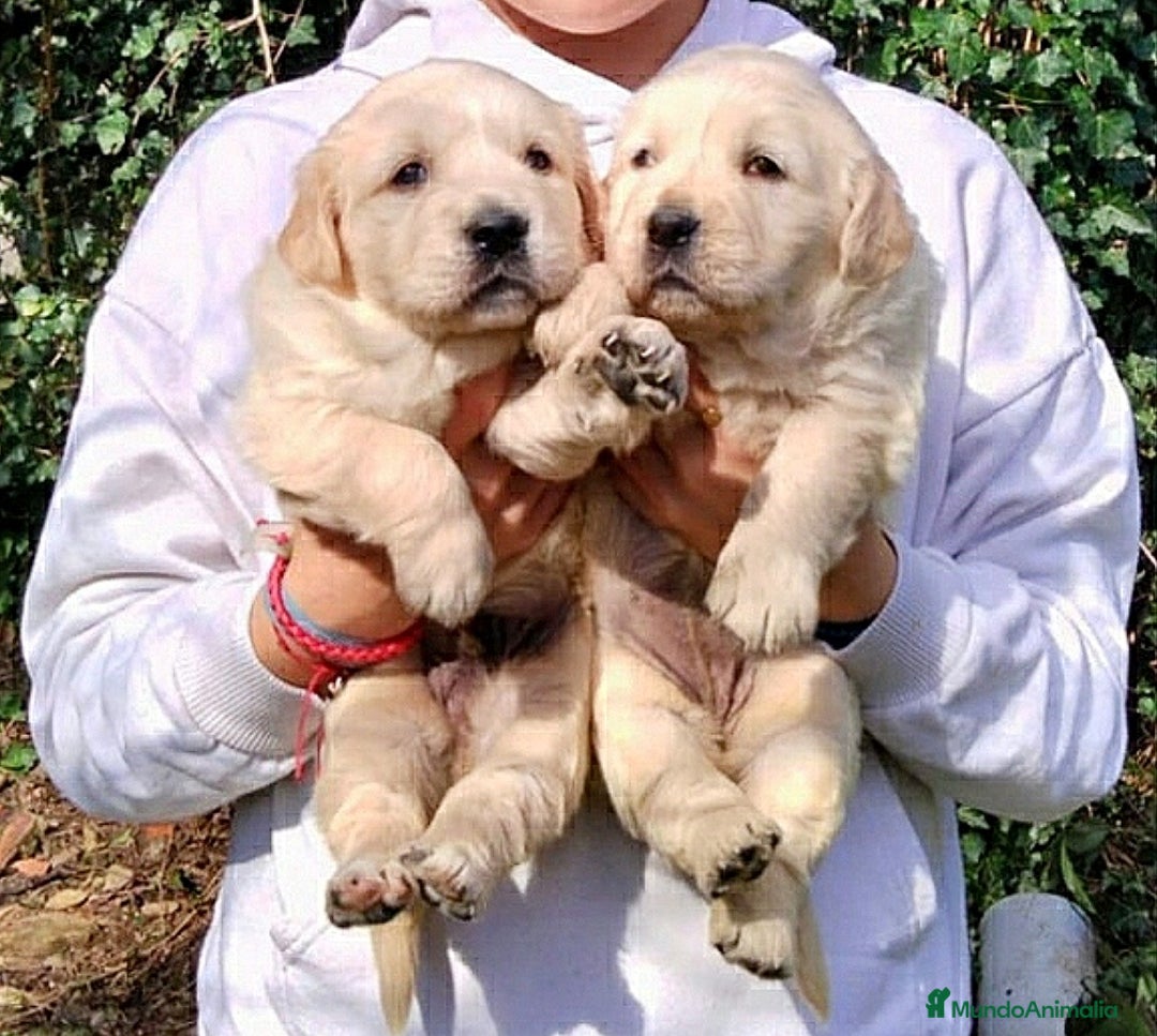 Golden Retriever perros en venta: cachorros de Golden Retriever machos y hembras  - Anuncio 5