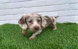 Teckel Miniatura perros en venta: Teckel mini arlequín pelo largo hembra  - Imagen 2