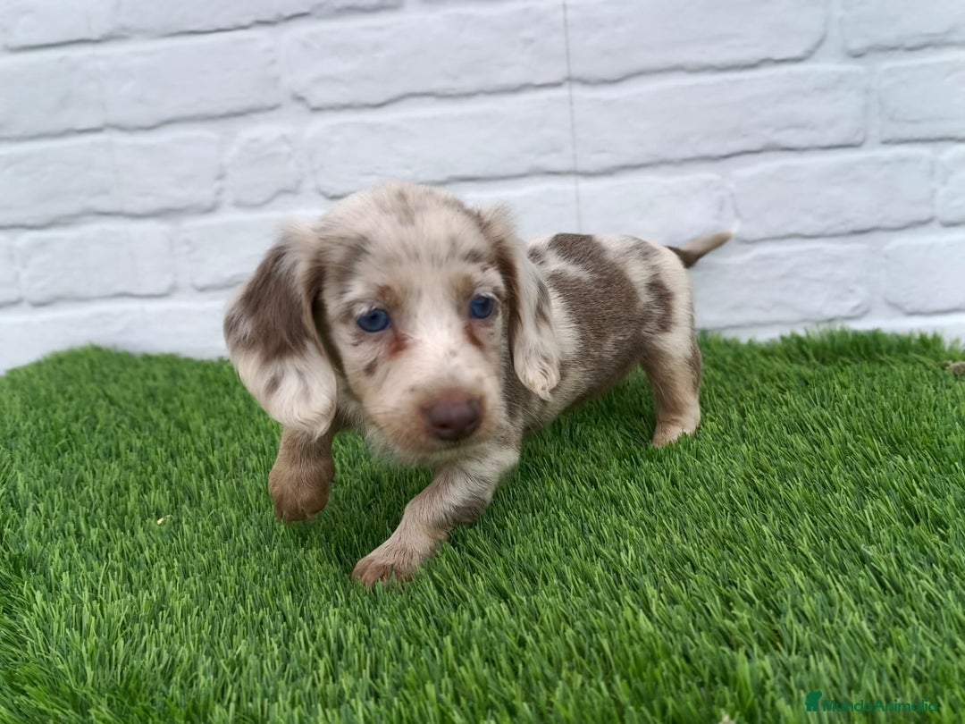 Teckel Miniatura perros en venta: Teckel mini arlequín pelo largo hembra  - Imagen 2