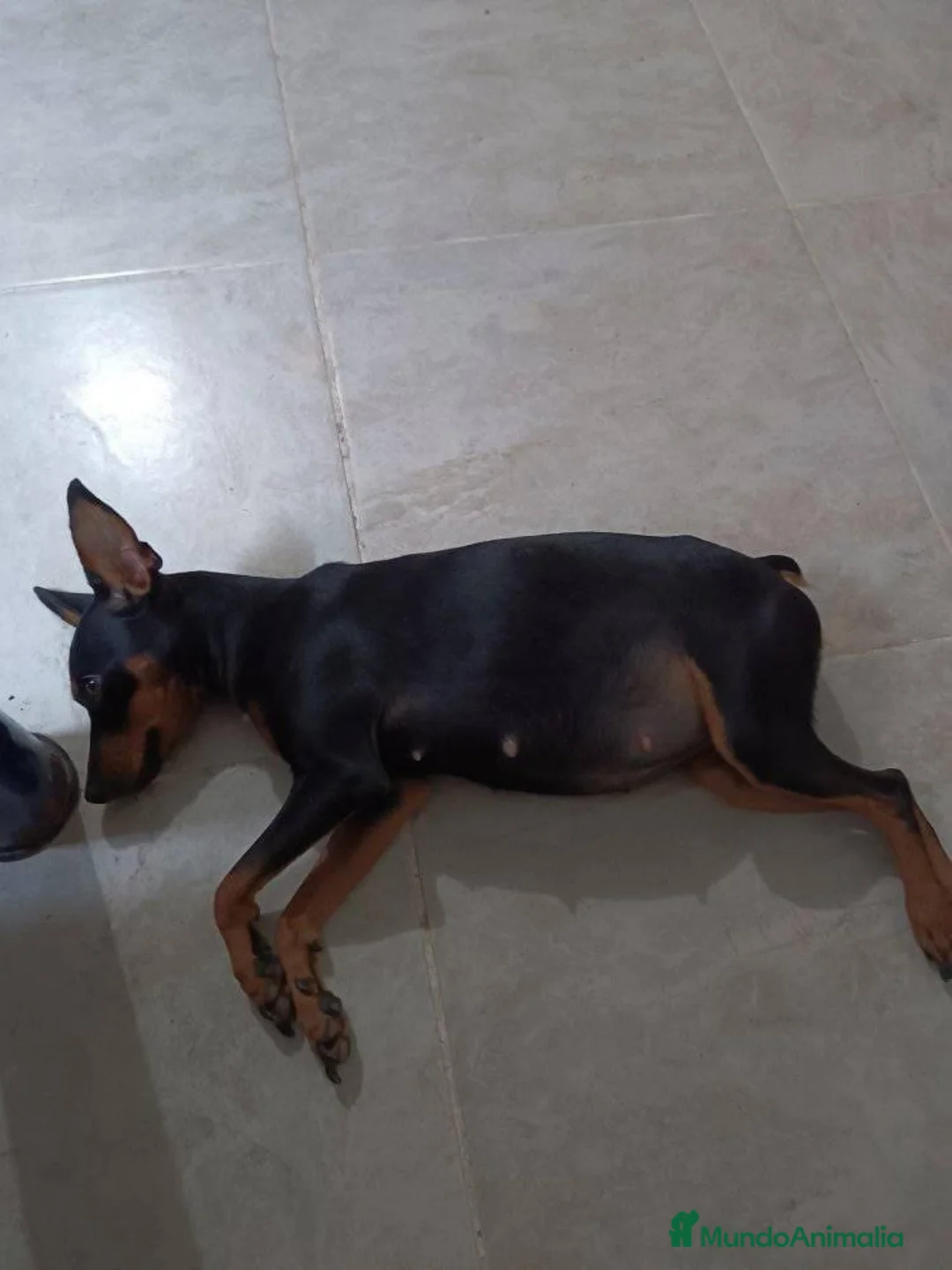 Pinscher Miniatura perros en venta: Cachorros disponibles pinscher miniatura !!!  en Cáceres - Anuncio 4