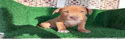 American Pit Bull Terrier perros en venta: pitbull - Anuncio 13