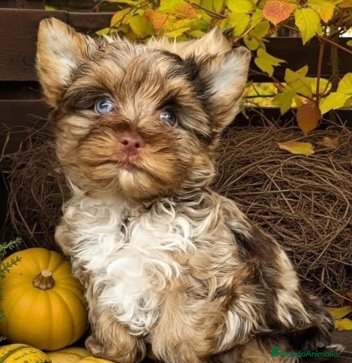 Biewer Yorkshire Terrier a la Pom Pon perros Exclusivas hembras yorkshire con ojos azules  - Anuncio 1