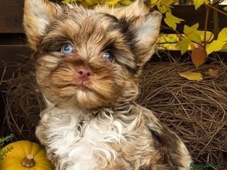 Biewer Yorkshire Terrier a la Pom Pon perros Exclusivas hembras yorkshire con ojos azules - Anuncio 1