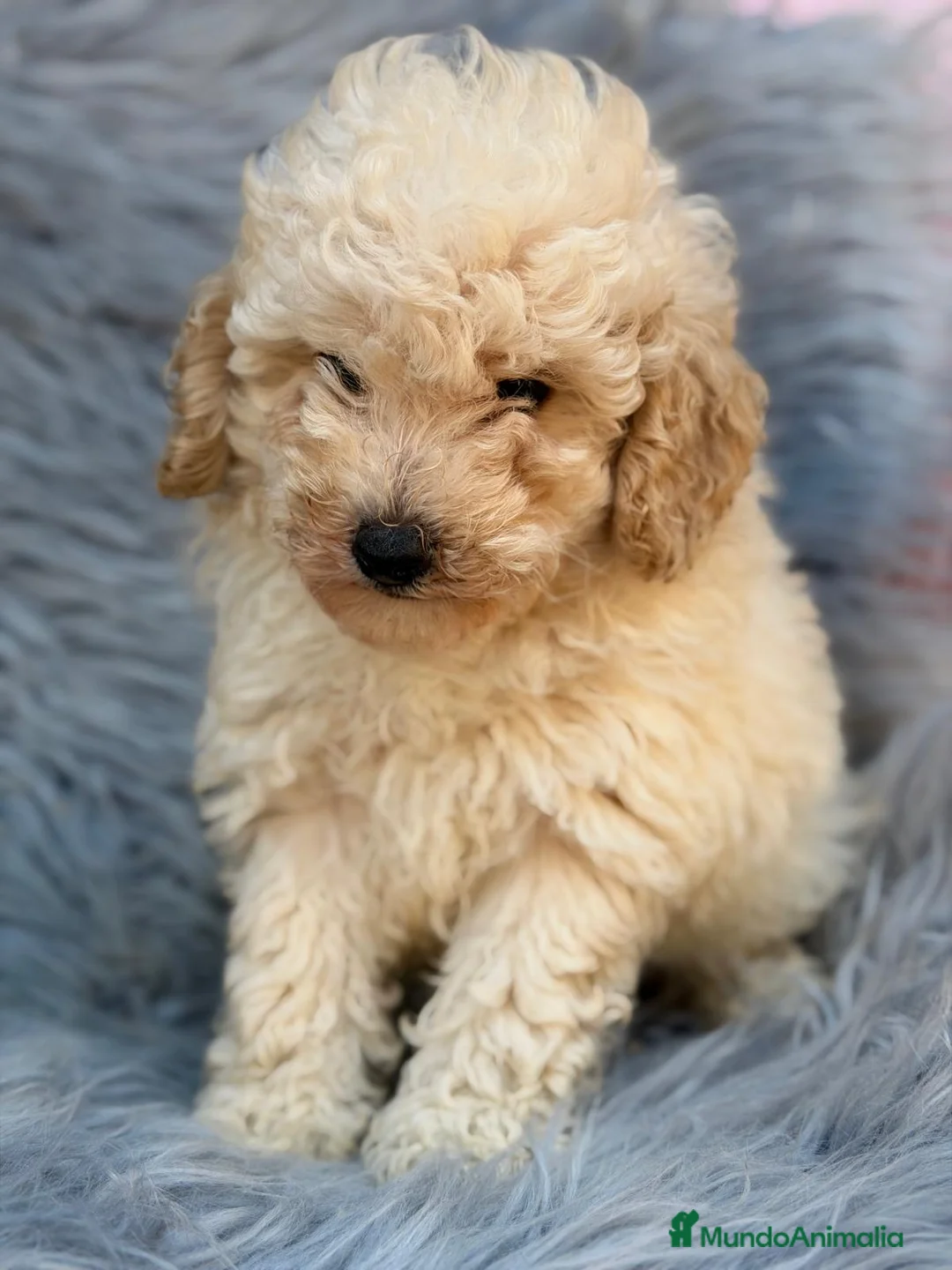 Caniche Toy perros en venta: CANICHE TOY NEGRO Y CREMA - Anuncio 7