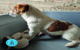 Jack Russell Terrier perros en venta: Jack Russell Terrier de Pelo Broken con Pedigree - Imagen 2