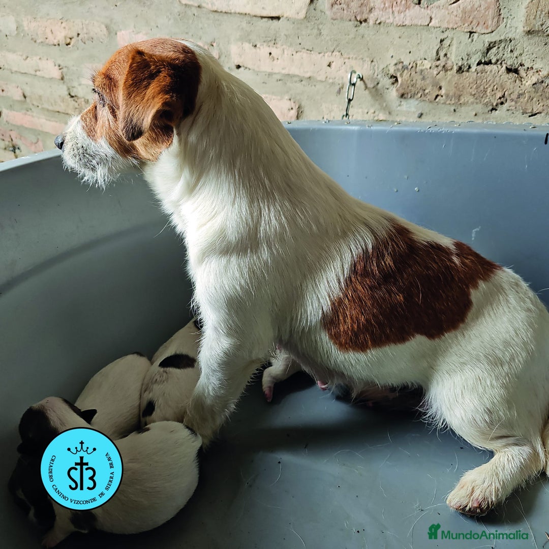 Jack Russell Terrier perros en venta: Jack Russell Terrier de Pelo Broken con Pedigree - Imagen 2