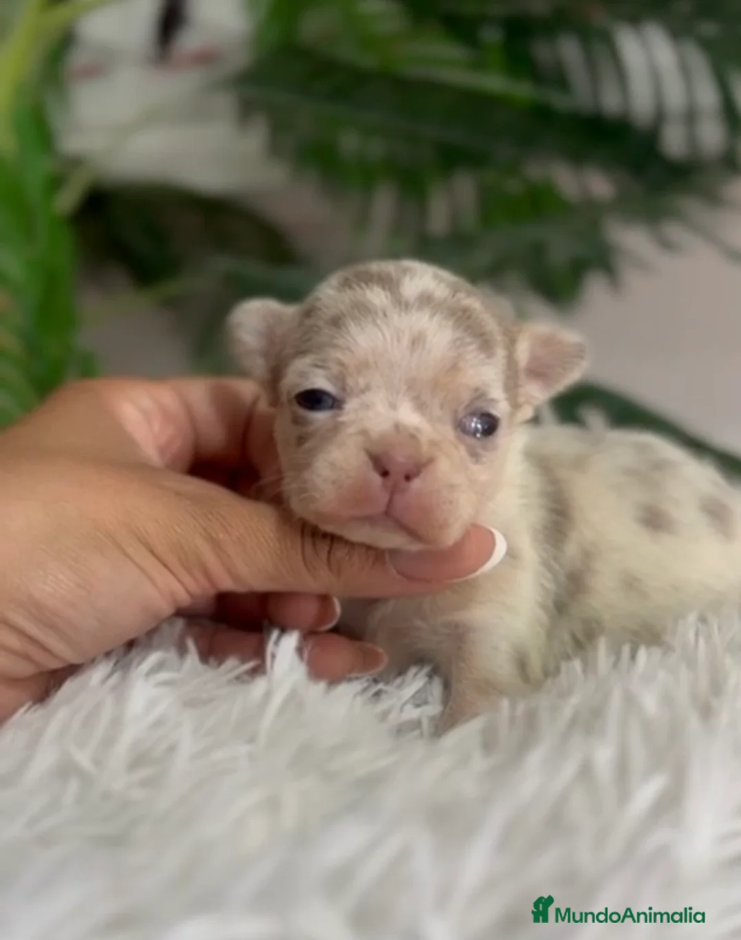 Chihuahua perros en venta: CHIHUAHUA HEMBRA MERLE  - Anuncio 6