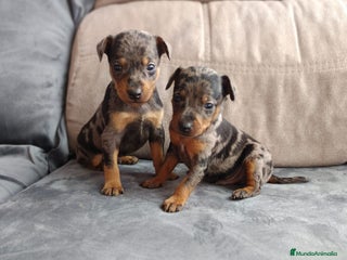Pinscher Miniatura perros en Badajoz - Anuncio 19