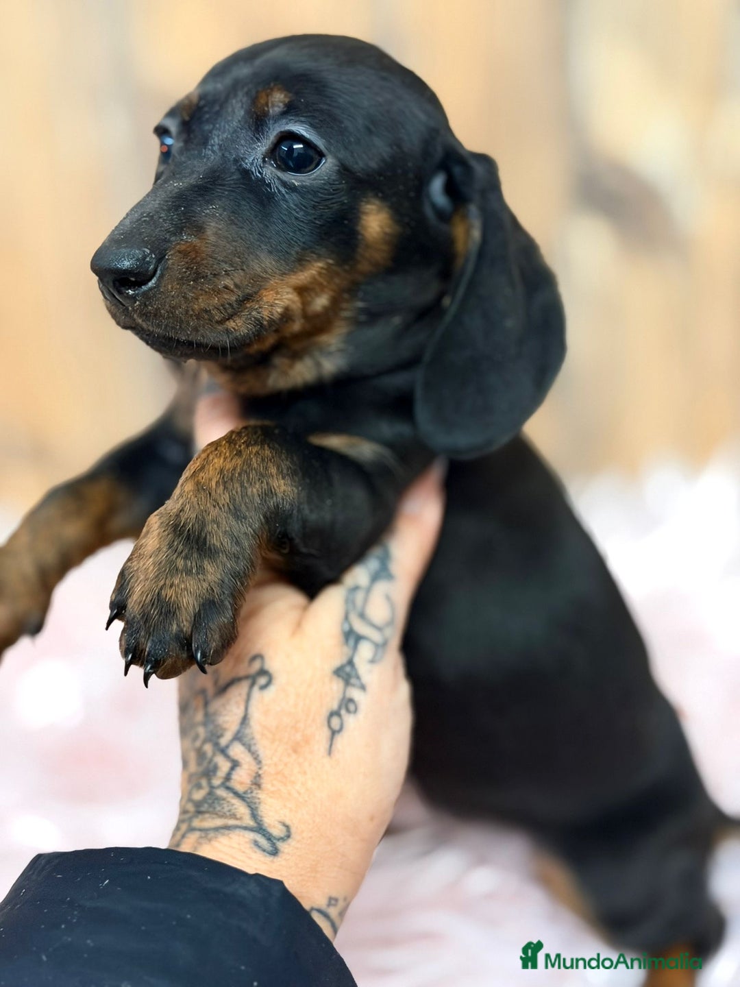 Teckel Miniatura perros en venta: TECKEL MINIATURA - Anuncio 5