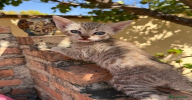 Bengalí gatos - Anuncio 10