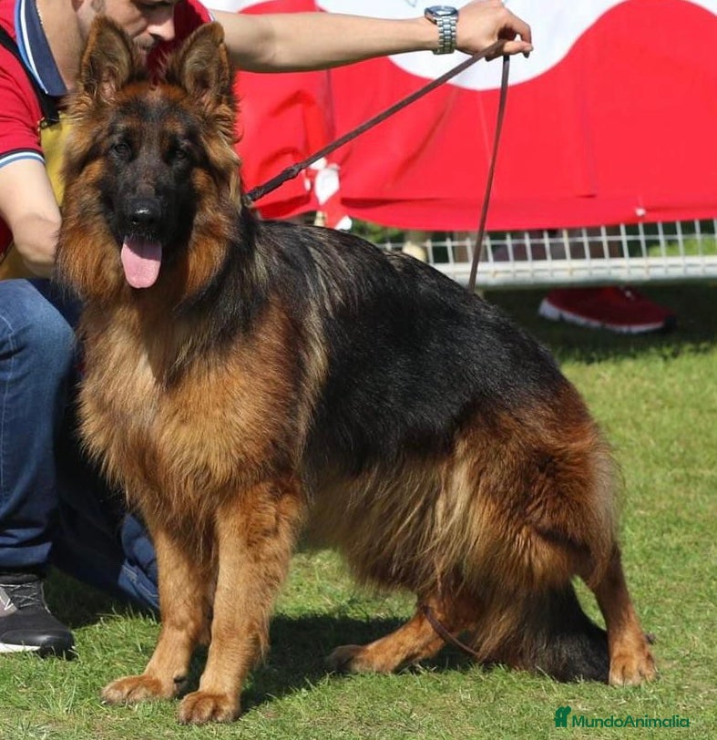 Pastor Alemán perros PASTOR ALEMAN - Anuncio 2