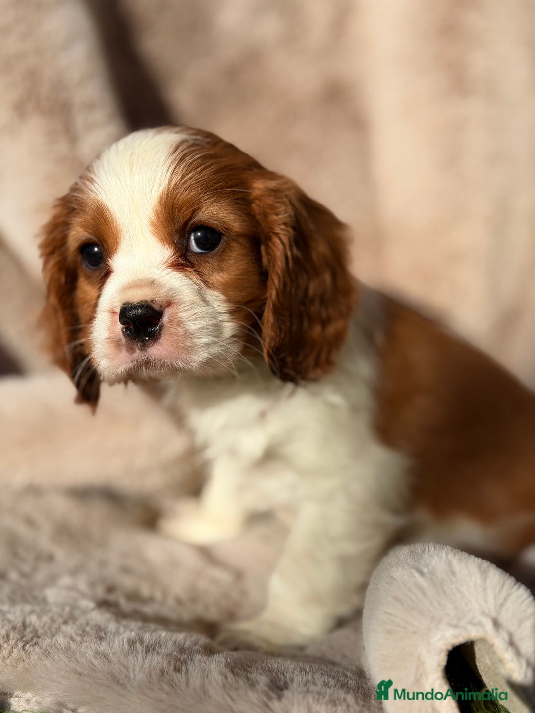 Cavalier King Charles Spaniel perros en venta: Cavalier King macho  - Anuncio 3