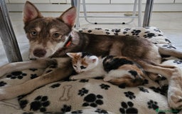 Husky Siberiano perros en venta: Husky Siberiano hembra Red Agouti - Imagen 5