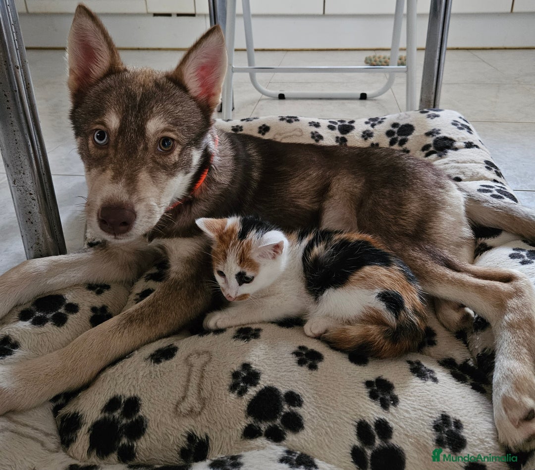 Husky Siberiano perros en venta: Husky Siberiano hembra Red Agouti - Imagen 5