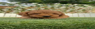 Caniche Toy 1