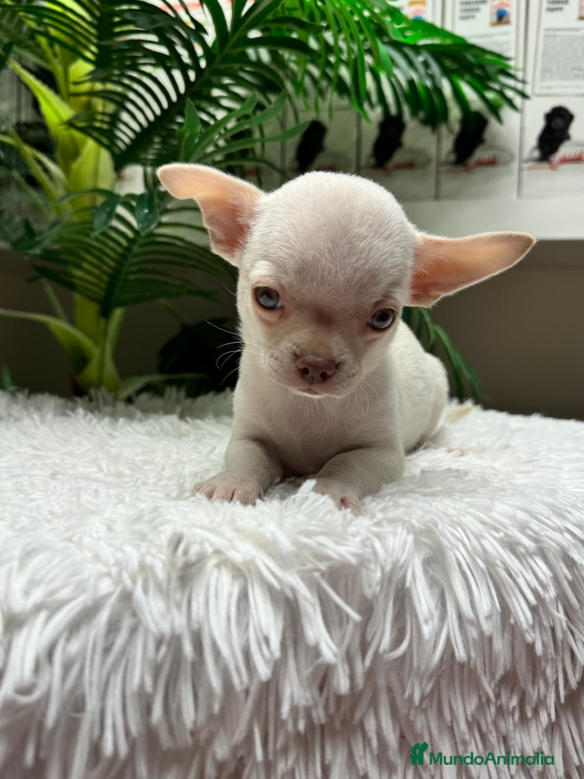 Chihuahua perros en venta: CHIHUAHUA MACHO-OJOS AZULES - Anuncio 1