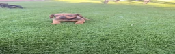Teckel perros en venta: Cachorito Teckel Mini - Anuncio 4